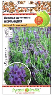 Лаванда однолетняя Нормандия