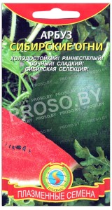 Арбуз Сибирские огни
