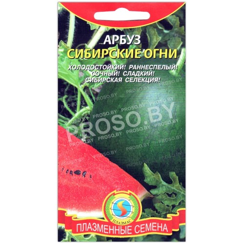 Арбуз Сибирские огни