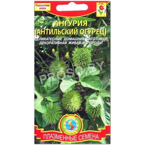 Ангурия (антильский огурец) 