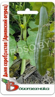 Дыня серебристая (Армянский огурец)