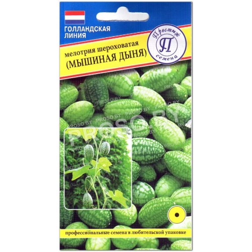 Мелотрия шероховатая (мышиная дыня)