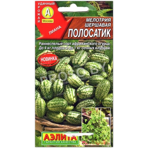 Мелотрия шершавая Полосатик