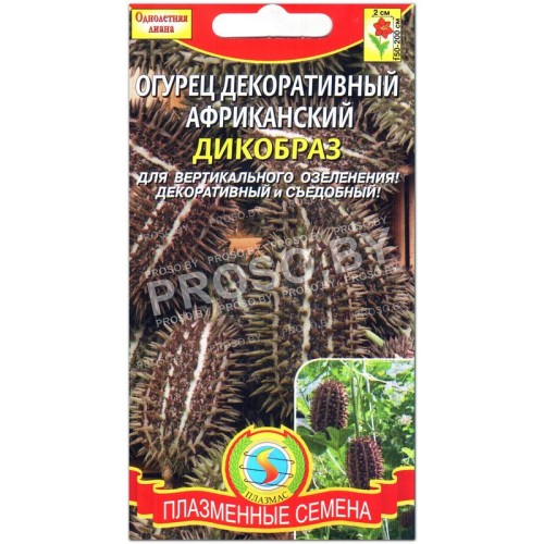 Огурец декоративный африканский Дикобраз