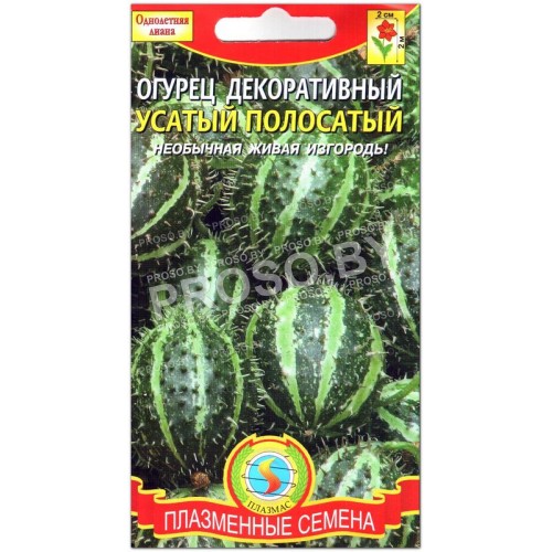 Огурец декоративный Усатый полосатый