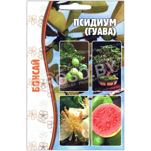 Псидиум (гуава)
