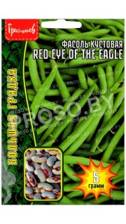 Фасоль кустовая Red eye of the eagle