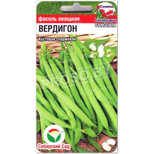 Фасоль спаржевая Вердигон-1