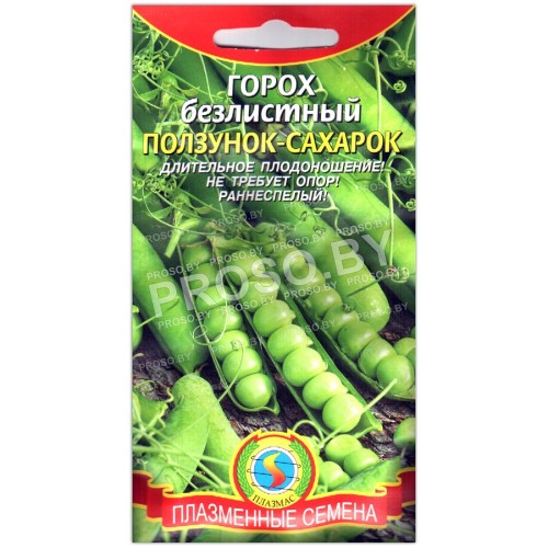 Горох безлистный Ползунок-сахарок