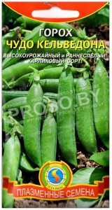 Горох Чудо кельведона