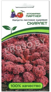 Капуста листовая кудрявая Скарлет