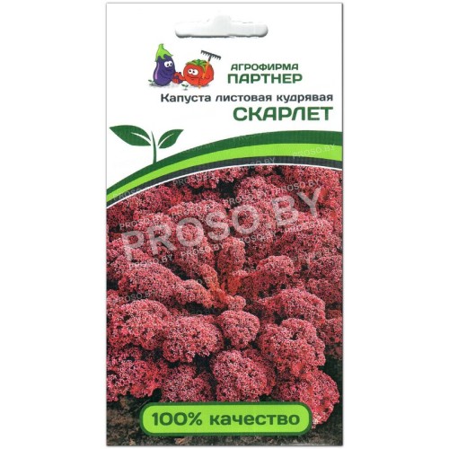 Капуста листовая кудрявая Скарлет