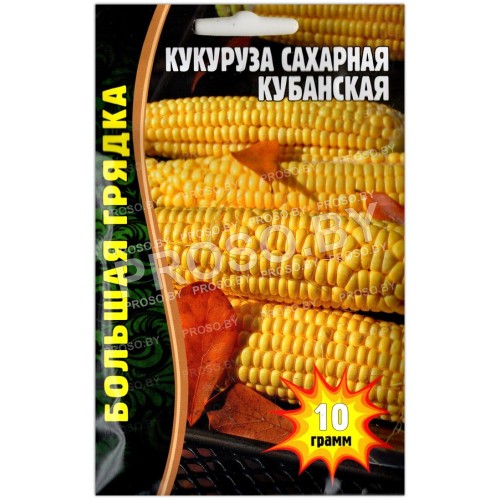 Кукуруза сахарная Кубанская