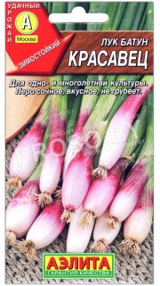 Лук батун Красавец
