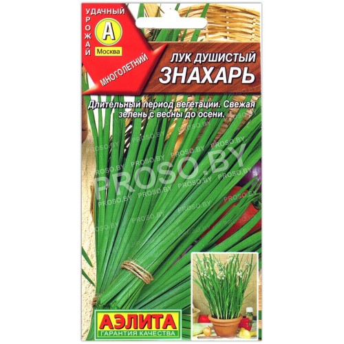 Лук душистый Знахарь