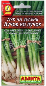 Лук на зелень Лучок на пучок