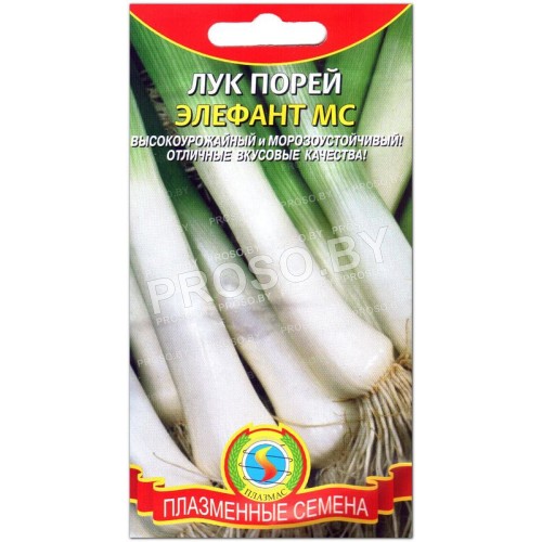 Лук порей Элефант-1