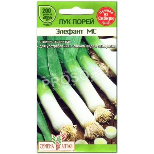 Лук порей Элефант-2