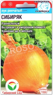 Лук репчатый Сибиряк