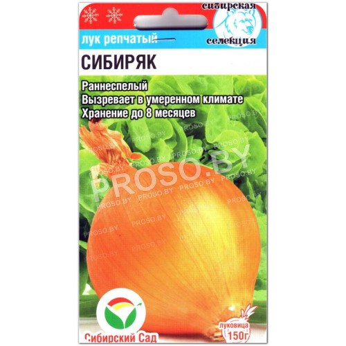 Лук репчатый Сибиряк