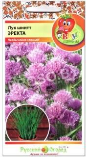 Лук шнитт Эректа