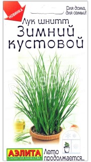 Лук шнитт Зимний кустовой
