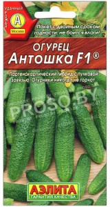 Огурец Антошка F1