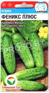 Огурец Феникс плюс