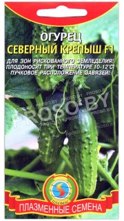 Огурец Северный крепыш F1
