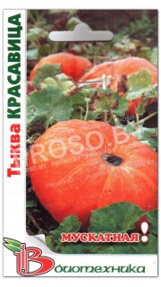 Тыква Красавица