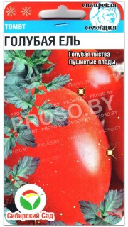 Томат Голубая ель