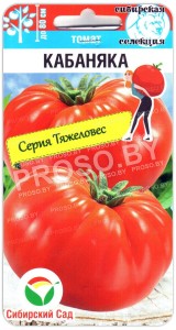 Томат Кабаняка