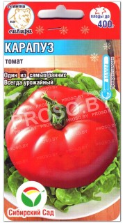 Томат Карапуз