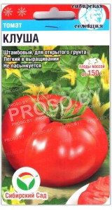 Томат Клуша
