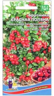 Брусника Красная поляна