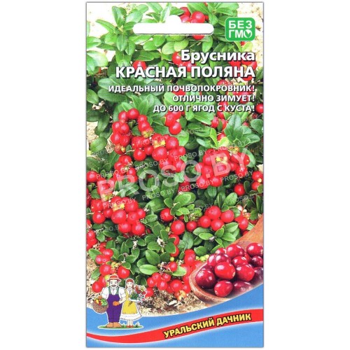 Брусника Красная поляна