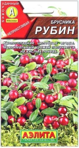 Брусника Рубин