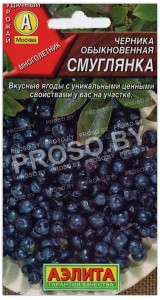 Черника обыкновенная Смуглянка