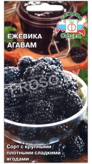 Ежевика Агавам