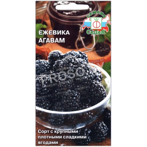 Ежевика Агавам