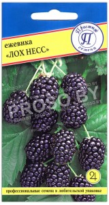 Ежевика Лох Несс