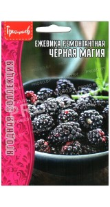Ежевика ремонтантная Черная магия