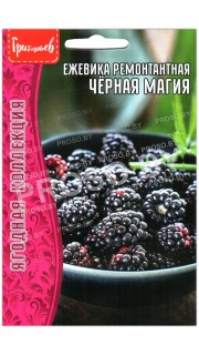 Ежевика ремонтантная Черная магия