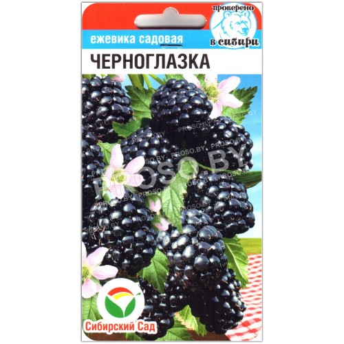 Ежевика садовая Черноглазка