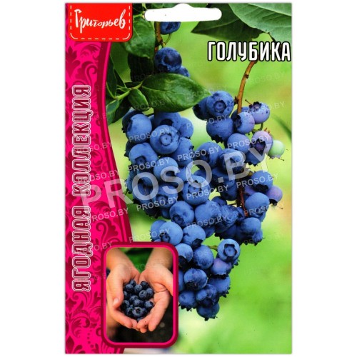 Голубика