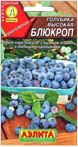 Голубика высокая Блюкроп