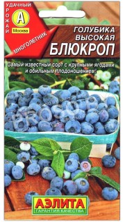 Голубика высокая Блюкроп