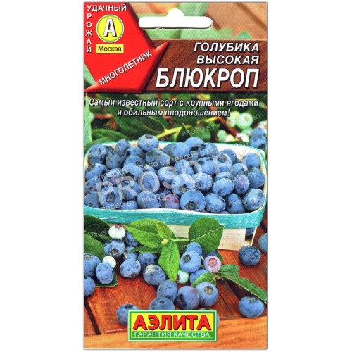 Голубика высокая Блюкроп