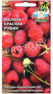 Малина красная Рубин