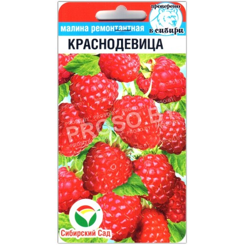 Малина ремонтантная Краснодевица